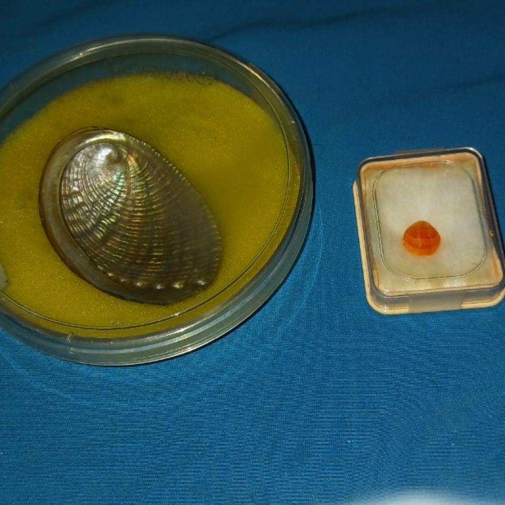 Close to perfect abalone seashell and tiny perfect shell for nautical or school
